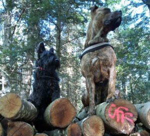 Dans les bois,  Scottish Terrier