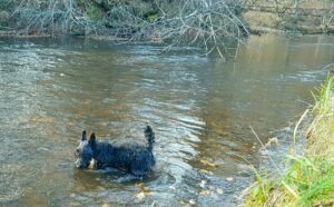 Chiquita à la rivière,  Scottish Terrier