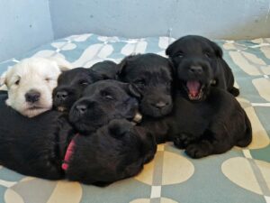 Chiots Scottish Terrier