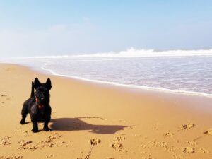 Chiquita à l'Océan,  Scottish Terrier