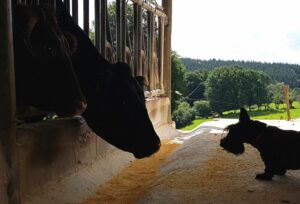 Pekelette et les vaches,  Scottish Terrier