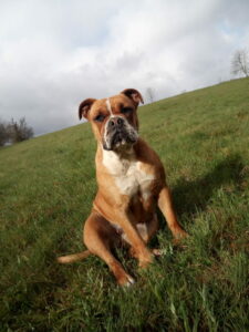 ALECTO, Bulldog Continental