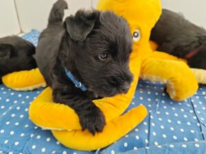 Prune, Chiots Scottish Terrier