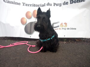 ERNESTINE à la confirmation, Scottish Terrier