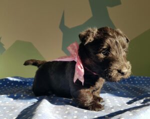 chiot scottish terrier