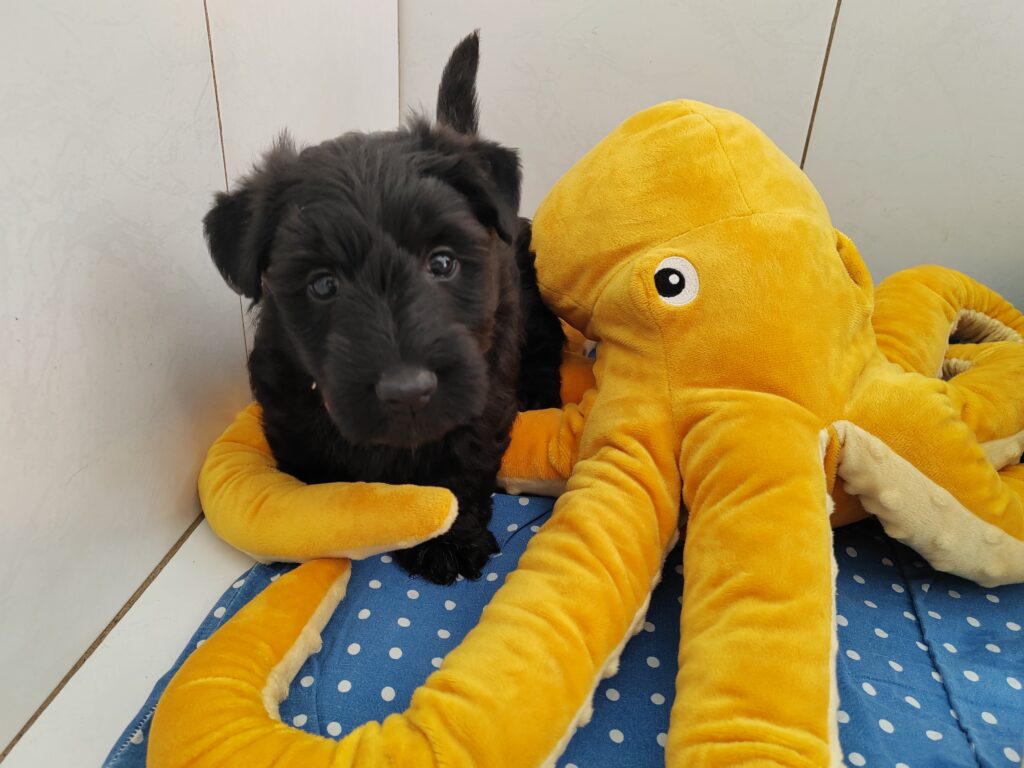 Chiot scottish terrier