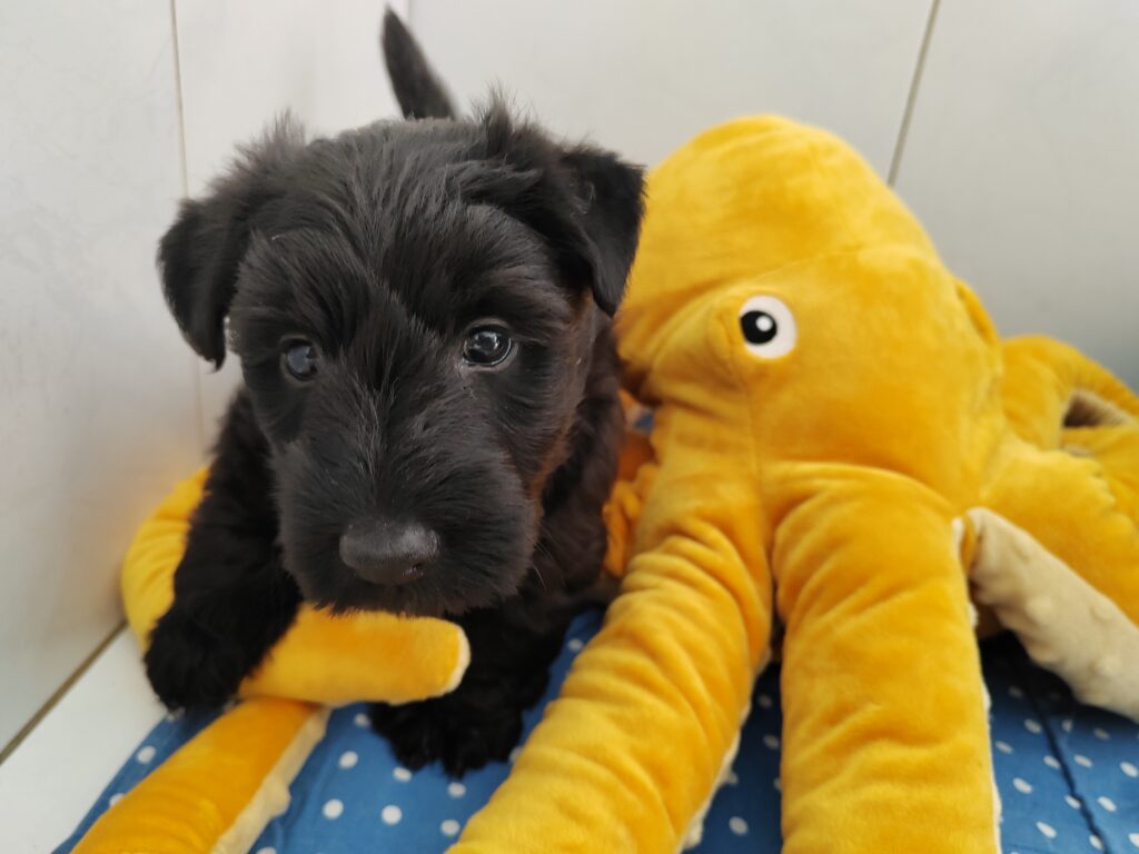 Chiot scottish terrier