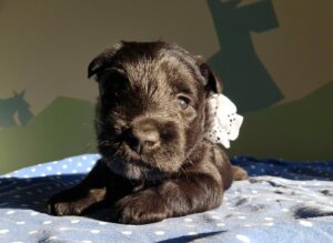 chiot scottish terrier