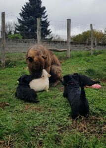 Nemesis et les chiots scottish terrier