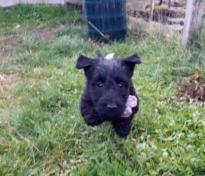 Shelbie, Chiots Scottish Terrier