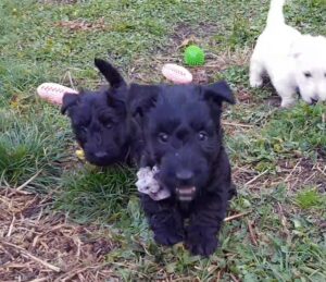 Snow, Chiots Scottish Terrier