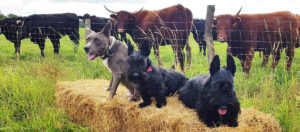 A la ferme,  Scottish Terrier