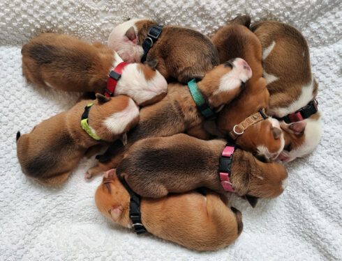 Les Chiots bulldog continental