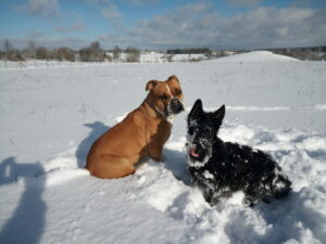 Chiquita et Alecto à la neige