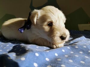 Ubert, Chiot Scottish Terrier