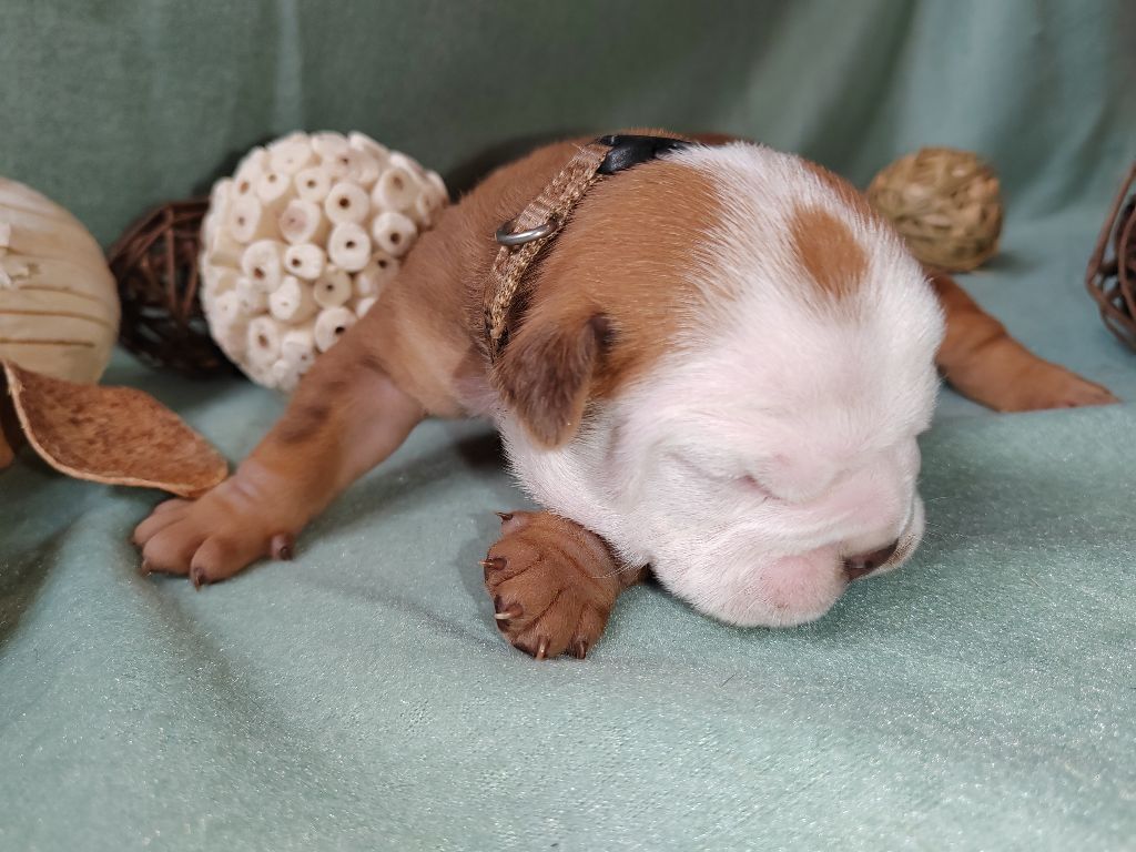 chiot bulldog continental