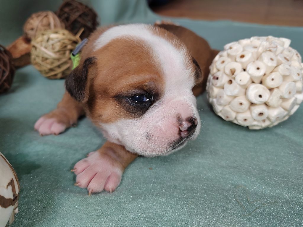 chiot bulldog continental