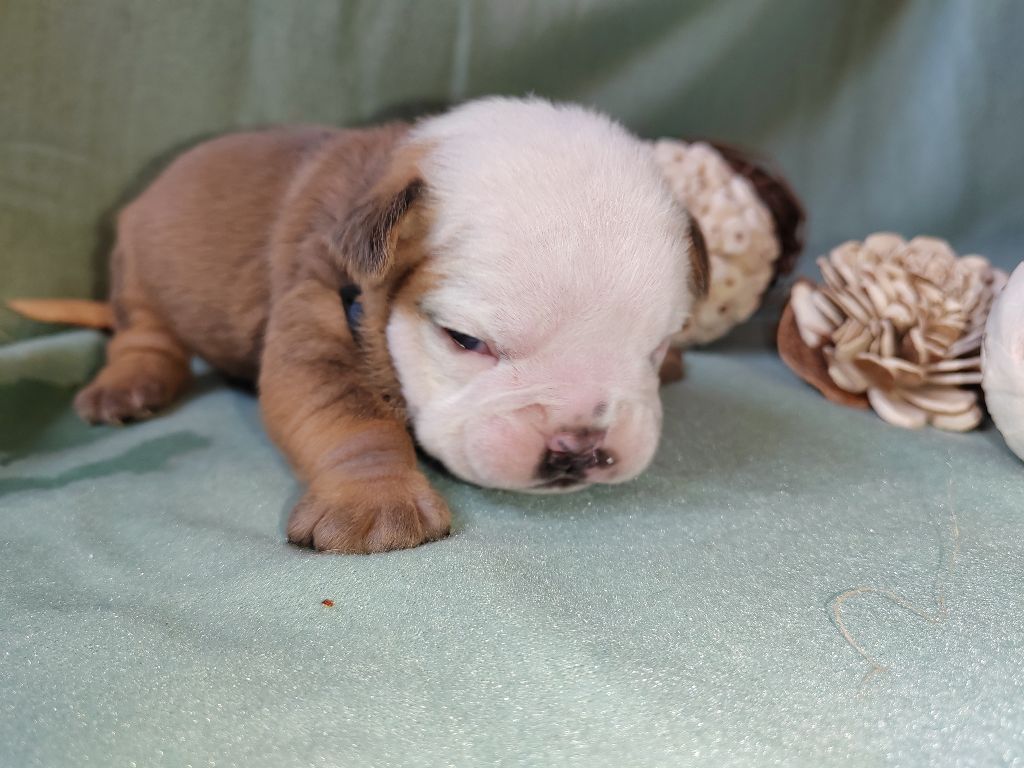 chiot bulldog continental