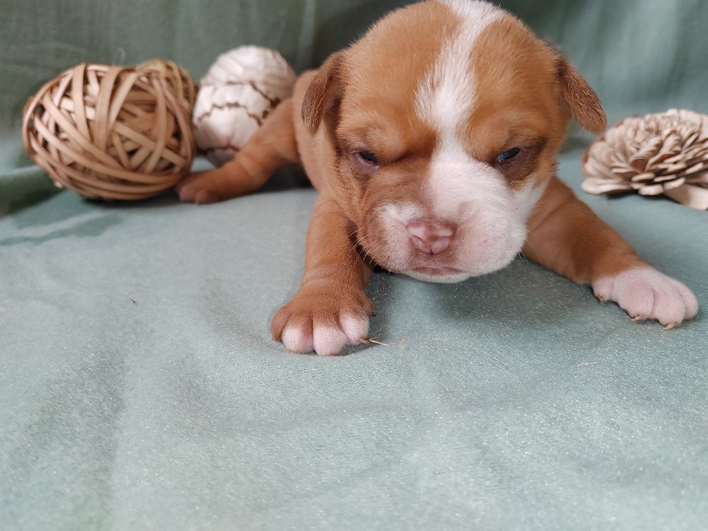 chiot bulldog continental