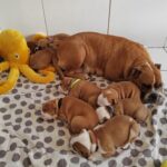 Chiots bulldog conti