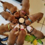 Le repas des chiots