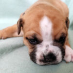 Chiot Bulldog continental