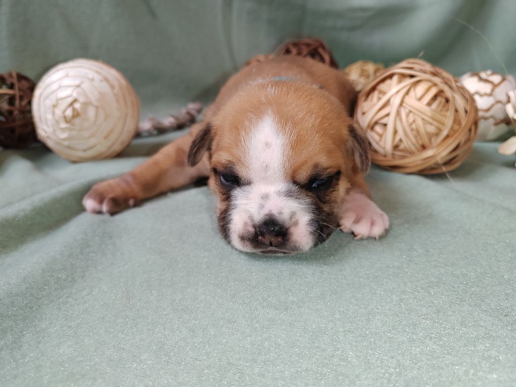 chiot bulldog continental