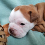 Chiot Bulldog continental