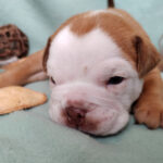 Chiot Bulldog continental