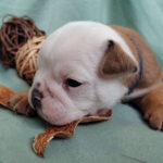 Chiot Bulldog continental