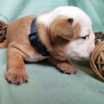 Chiot Bulldog continental