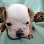 Chiot Bulldog continental