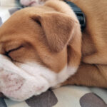 chiot bulldog continental