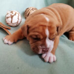 Chiot Bulldog continental