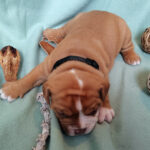 Chiot Bulldog continental