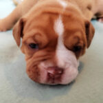 Chiot Bulldog continental