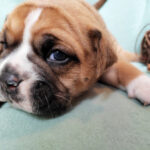 Chiot Bulldog continental