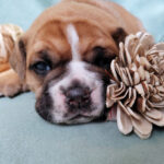 Chiot Bulldog continental