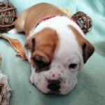 Chiot Bulldog continental