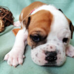 Chiot Bulldog continental