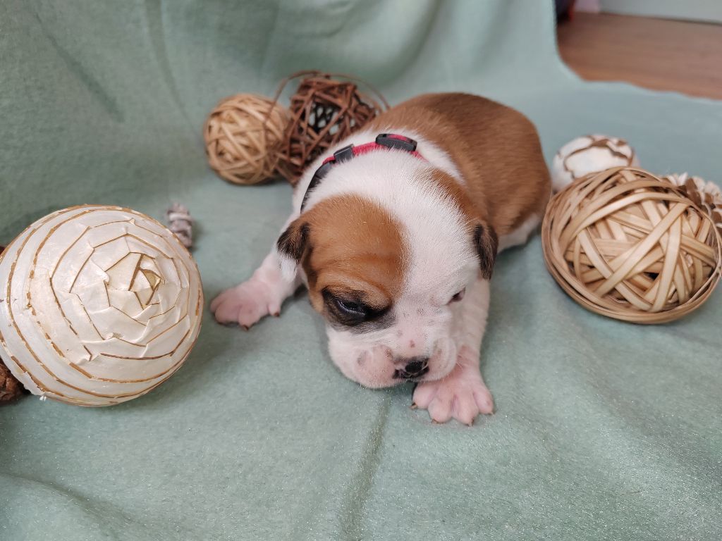 chiot bulldog continental