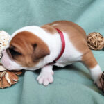 Chiot Bulldog continental