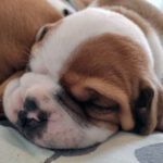 chiot bulldog continental