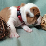 Chiot Bulldog continental