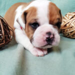 Chiot Bulldog continental