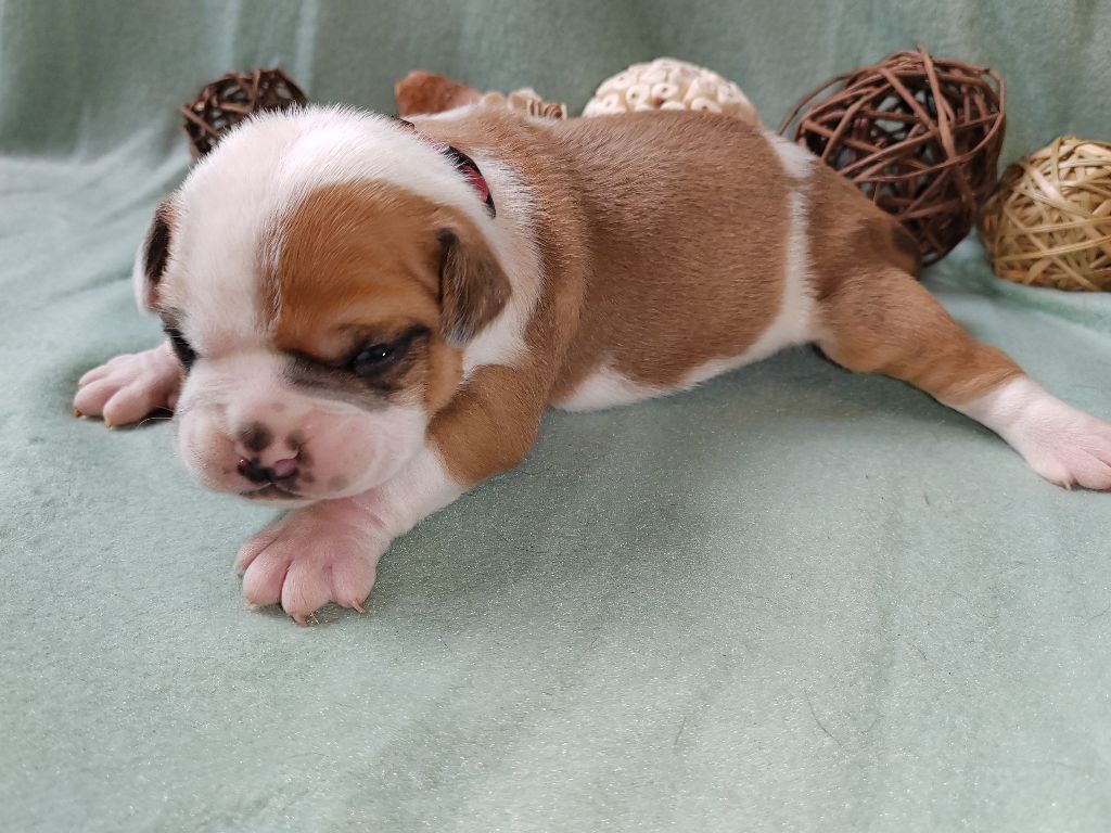 chiot bulldog continental