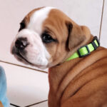 chiot bulldog continental