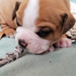 Chiot Bulldog continental