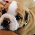 chiot bulldog continental