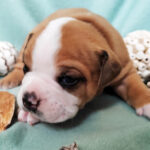 Chiot Bulldog continental